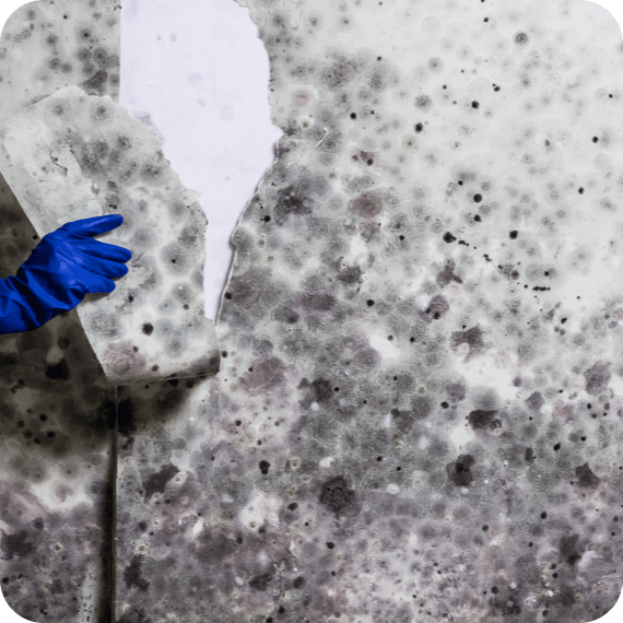 mould img 2-min